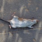 Tote Ratten durch Rodentizide