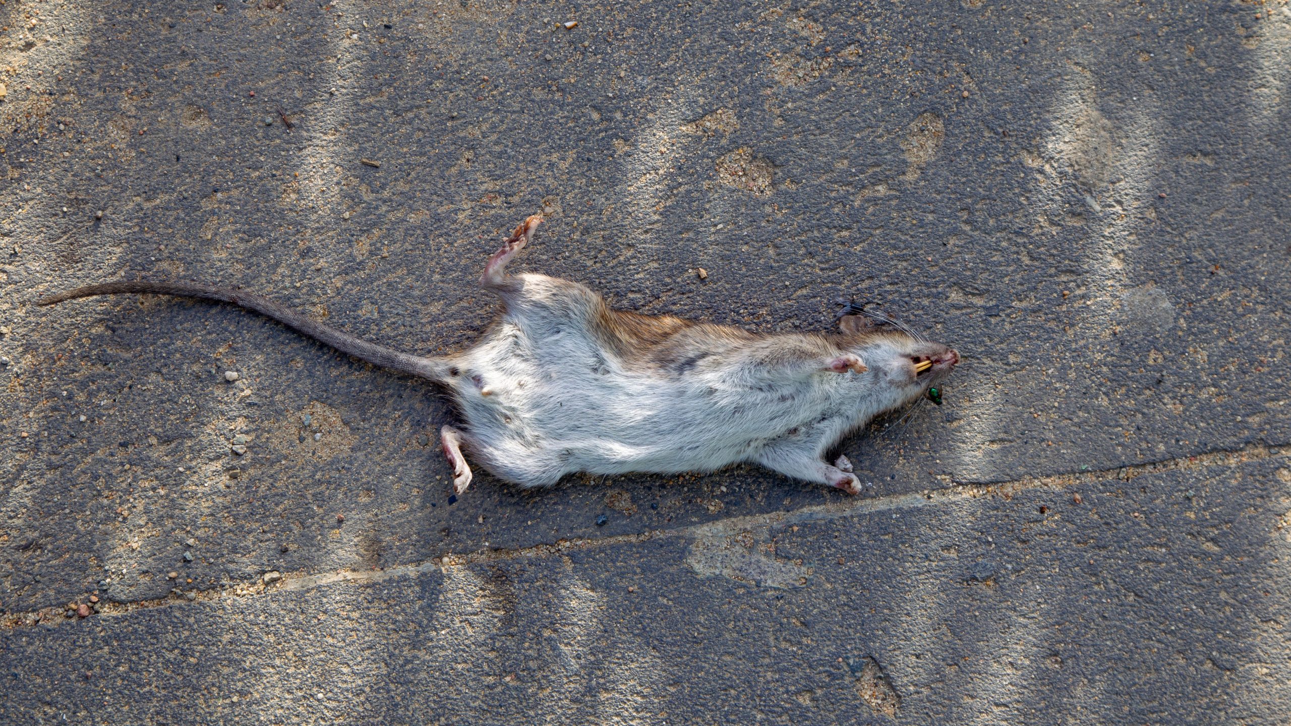 Tote Ratten durch Rodentizide