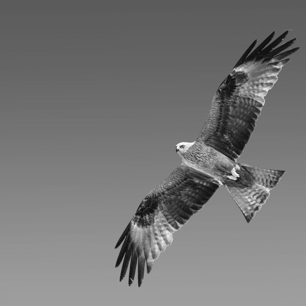 vogel vogel