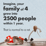 Rodent_Fact_02