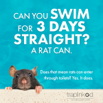 Rodent_Fact_03