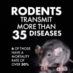 Rodent_Fact_04