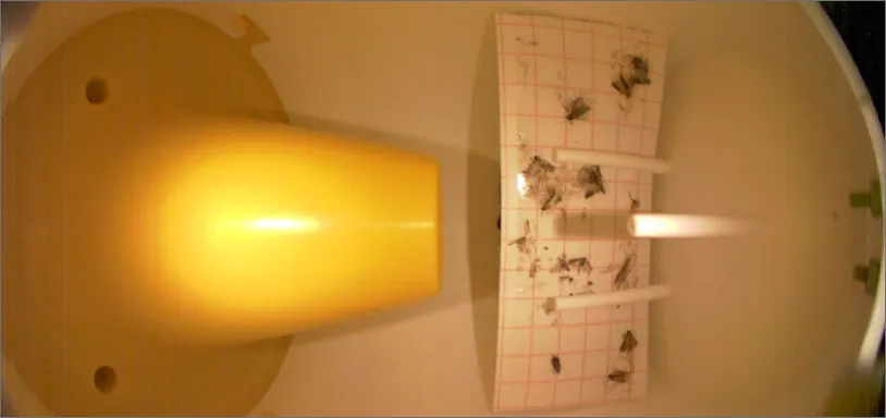 Tom New Version English Insect monitoring